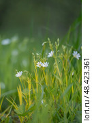 Stellaria holostea. delicate forest flowers made of ham, Stellaria holostea or Echte Sternmiere. Floral background. White flowers on a natural background. close-up, macro photo, beauty of nature. Стоковое фото, фотограф Дина Дамоцева / Фотобанк Лори