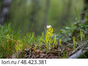 Stellaria holostea. delicate forest flowers made of ham, Stellaria holostea or Echte Sternmiere. Floral background. White flowers on a natural background. close-up, macro photo, beauty of nature. Стоковое фото, фотограф Дина Дамоцева / Фотобанк Лори