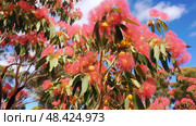 blossoms australia eucalyptus trees ai generated. Стоковое AI-изображение, AI-художник Vectorwin / Фотобанк Лори