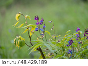 Flowers of spring vetchling (Lathyrus vernus) plant in wild nature. May, Стоковое фото, фотограф Дина Дамоцева / Фотобанк Лори