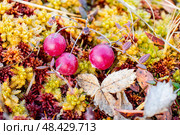 Прошлогодние ягоды клюквы (лат. Oxycóccus) на мху крупным планом. Стоковое фото, фотограф Анна Аникова / Фотобанк Лори