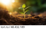 photosynthesis life cycle plant ai generated. Стоковое AI-изображение, AI-художник Vectorwin / Фотобанк Лори