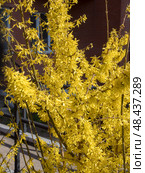 Branches of flowering forsythia. Стоковое фото, фотограф Argument / Фотобанк Лори