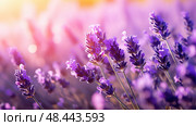 aromatherapy essentail oil ai generated. Стоковое AI-изображение, AI-художник Vectorwin / Фотобанк Лори