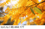 spring tree pollen ai generated. Стоковое AI-изображение, AI-художник Vectorwin / Фотобанк Лори
