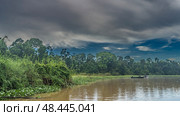 A calm river in a tropical rain forest. Thickets of green vegetation on the shore- bushes, trees, water hyacinths. Tourist boats are far away. Blue sky, clouds. Malaysia. Borneo. Kinabatangan River. Стоковое фото, фотограф Вера Ивановна Кубарева / Фотобанк Лори
