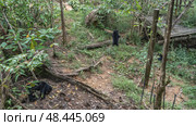 Biruangs is in the Bornean Sun Bear Conservation Centre. Endemic animals Helarctos malayanus eat fruits laid out on the ground and walk. Tropical vegetation. Top view. Malaysia. Borneo. Sandakan. Стоковое фото, фотограф Вера Ивановна Кубарева / Фотобанк Лори