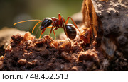 nest odorous house ants ai generated. Стоковое AI-изображение, AI-художник Vectorwin / Фотобанк Лори