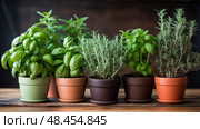 rosemary plants on table ai generated. Стоковое AI-изображение, AI-художник Vectorwin / Фотобанк Лори