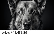 shepherd german shepard black and white ai generated. Стоковое AI-изображение, AI-художник Vectorwin / Фотобанк Лори