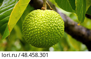 fruit osage orange ai generated. Стоковое AI-изображение, AI-художник Vectorwin / Фотобанк Лори