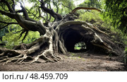 uprooted hurricane tree ai generated. Стоковое AI-изображение, AI-художник Vectorwin / Фотобанк Лори