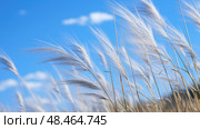 garden blue fescue ai generated. Стоковое AI-изображение, AI-художник Vectorwin / Фотобанк Лори