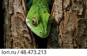 gecko camouflage green ai generated. Стоковое AI-изображение, AI-художник Vectorwin / Фотобанк Лори
