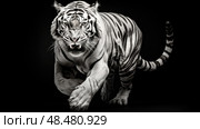 muscles black and white tiger ai generated. Стоковое AI-изображение, AI-художник Vectorwin / Фотобанк Лори