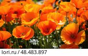 tulip yellow and orange flowers ai generated. Стоковое AI-изображение, AI-художник Vectorwin / Фотобанк Лори
