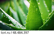 lavender medicinal plants ai generated. Стоковое AI-изображение, AI-художник Vectorwin / Фотобанк Лори