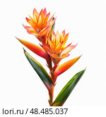 Guzmania bromeliad flowers blooming on white background. Стоковое AI-изображение, AI-художник Иван Рябоконь / Фотобанк Лори