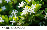 alkaloids coca plant ai generated. Стоковое AI-изображение, AI-художник Vectorwin / Фотобанк Лори