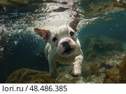 French bulldog puppy swimming underwater in clear water. Стоковое AI-изображение, AI-художник Иван Рябоконь / Фотобанк Лори