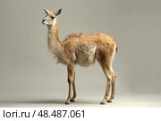 Guanaco standing on plain background in studio setting. Стоковое AI-изображение, AI-художник Иван Рябоконь / Фотобанк Лори