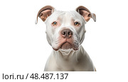 up pitbull white background ai generated. Стоковое AI-изображение, AI-художник Vectorwin / Фотобанк Лори