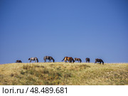 Лошади на фоне синего неба, Иволгинский район, Бурятия, Россия. Стоковое фото, фотограф Александра Николаева / Фотобанк Лори