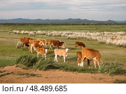 Коровы на пастбище, Иволгинский район, Бурятия, Россия. Стоковое фото, фотограф Александра Николаева / Фотобанк Лори