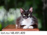 A black and white cat, a hunter and robber, looks at the camera with cunning green eyes. Стоковое фото, фотограф Лазаренко Светлана / Фотобанк Лори