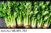 A bunch of celery stalks are lined up on a counter. Стоковое AI-изображение, AI-художник Ярославский Максим / Фотобанк Лори