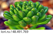 A green plant with small leaves and a brown stem. Стоковое фото, фотограф Ярославский Максим / Фотобанк Лори