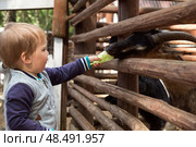 Little child toddler boy feeding goat cabbage on the farm. Стоковое фото, фотограф Юлия Бабкина / Фотобанк Лори