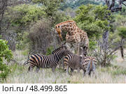 Herd of zebras and one giraffe, African animals. Safari in Kruger National Park (2023 год). Стоковое фото, фотограф Екатерина Якименко / Фотобанк Лори