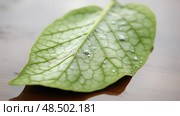 fungal soybean leaf ai generated. Стоковое AI-изображение, AI-художник Vectorwin / Фотобанк Лори
