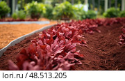 plants red mulch ai generated. Стоковое AI-изображение, AI-художник Vectorwin / Фотобанк Лори