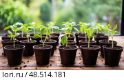 loam planting soil ai generated. Стоковое AI-изображение, AI-художник Vectorwin / Фотобанк Лори