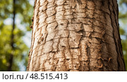 bark hickory trees ai generated. Стоковое AI-изображение, AI-художник Vectorwin / Фотобанк Лори