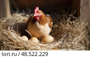 hen rhode island red ai generated. Стоковое AI-изображение, AI-художник Vectorwin / Фотобанк Лори