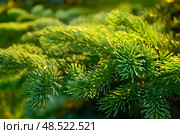 Branch of  fir tree. Стоковое фото, фотограф Юлия Малиновская / Фотобанк Лори