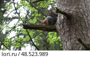 Белка линяет после зимы. Май. The squirrel moults after winter. May. Стоковое видео, видеограф Горшков Александр / Фотобанк Лори