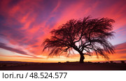 silhouette tamarisk tree ai generated. Стоковое AI-изображение, AI-художник Vectorwin / Фотобанк Лори