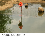 Один розовый фламинго. Стоковое фото, фотограф Ольга Нагорная / Фотобанк Лори