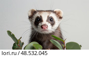 A ferret peers out with bright eyes surrounded by green foliage, showcasing its inquisitive nature. Стоковое AI-изображение, AI-художник Данила Большаков / Фотобанк Лори