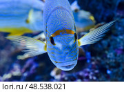 Single sailfin snapper with blue lines and bright yellow fins gliding through a tropical coral reef tank. Стоковое фото, фотограф Татьяна Терехина / Фотобанк Лори