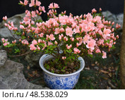 Azalea shrub with numerous pink blossoms and buds in a blue ceramic pot. Blooming rhododendron among stones in a garden. Стоковое фото, фотограф Татьяна Терехина / Фотобанк Лори