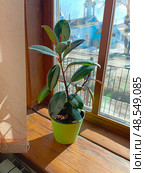 Potted Rubber Plant in Naturalistic Style with Green and Brown Tones for Indoor Decor by Sunny Window. Стоковое фото, фотограф Елена Высокова / Фотобанк Лори