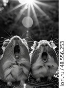 A pair of guinea pigs is caught mid-squeak, backlit by radiant sunbeams piercing through foliage. Стоковое AI-изображение, AI-художник Данила Большаков / Фотобанк Лори