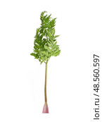 Delicate chervil (Anthriscus cerefolium) sprig Isolated on white background, cutout ready. Стоковое фото, фотограф Елена  Попкова / Фотобанк Лори