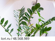 Zamioculcas zamiifolia houseplant it stands in bathroom for washing. Care of potted plants, watering, dusting, humidification. Стоковое фото, фотограф Ольга Симонова / Фотобанк Лори
