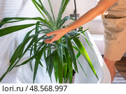 A woman in an apron washes the yucca, dracaena houseplant from the shower in the bathroom. Care of potted plants, watering, dusting, humidification. Стоковое фото, фотограф Ольга Симонова / Фотобанк Лори